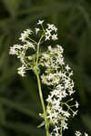 False baby's breath